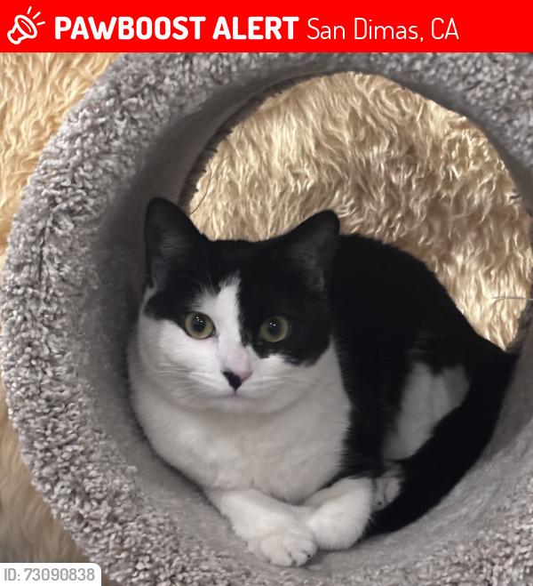 Lost Female Cat last seen Cataract Avenue, San Dimas, CA 91773