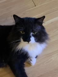 Lost Male Cat last seen Forsyth rd and university Blvd, Winter Park, FL 32789