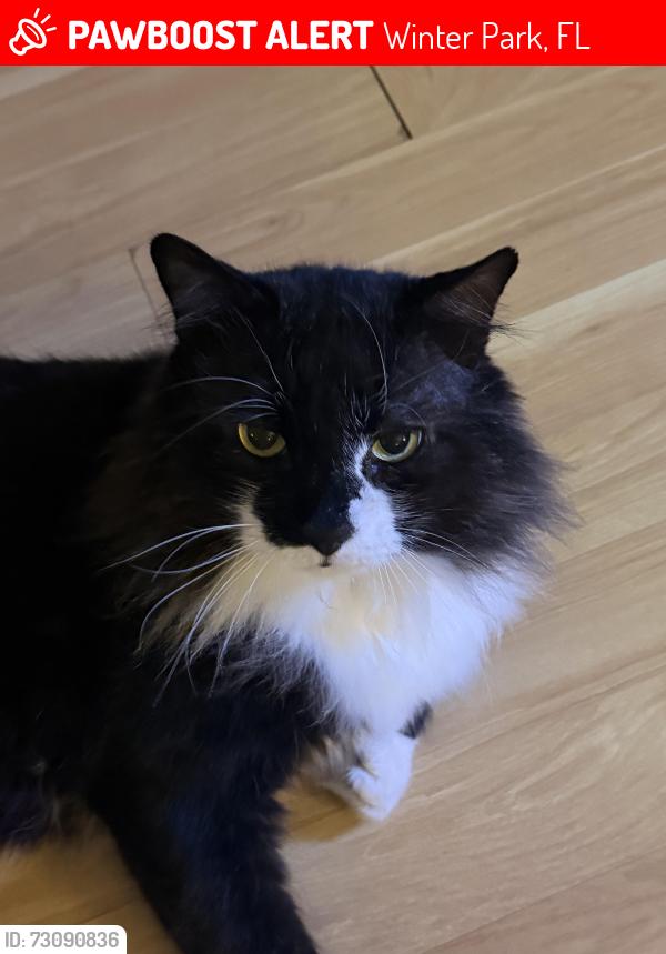Lost Male Cat last seen Forsyth rd and university Blvd, Winter Park, FL 32789