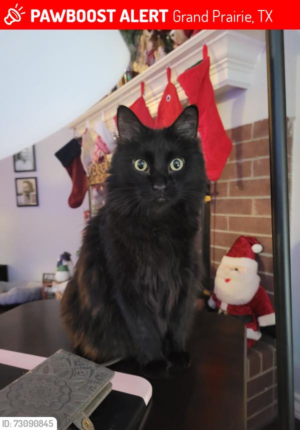 Lost Male Cat last seen Chancellorsville and Antietam, Grand Prairie, TX 75052