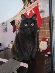 Lost Male Cat last seen Chancellorsville and Antietam, Grand Prairie, TX 75052