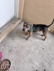 Found/Stray Male Other last seen Oak pass, Silver Springs Shores East, FL 32179