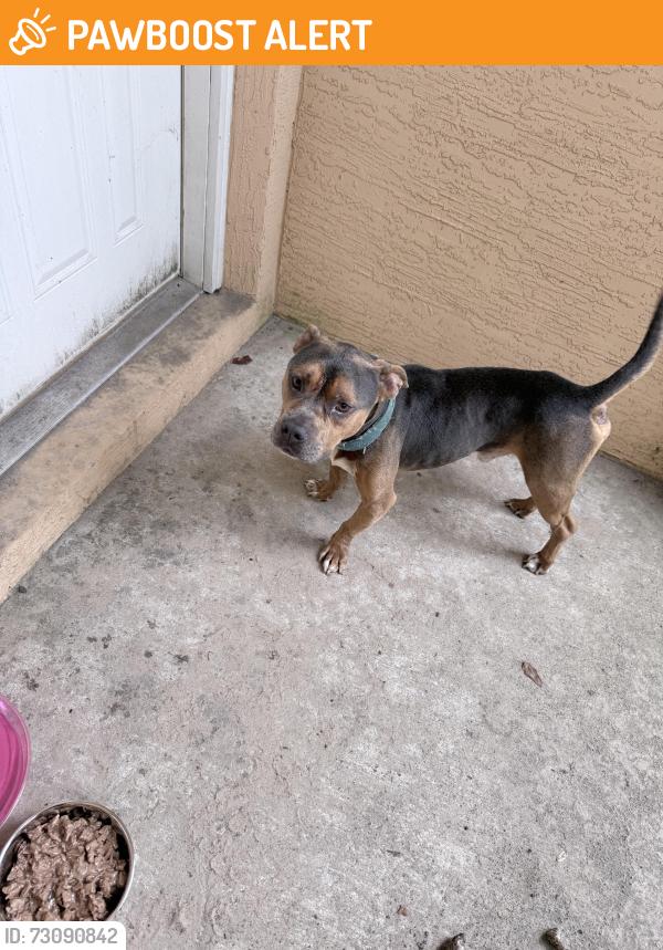 Found/Stray Male Other last seen Oak pass, Silver Springs Shores East, FL 32179