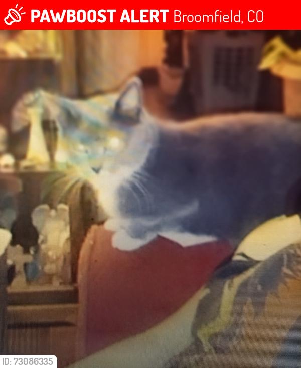 Lost Female Cat last seen Greenway Park Golf course, Broomfield, CO 80020
