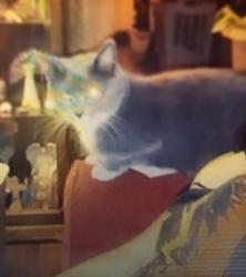 Lost Female Cat last seen Greenway Park Golf course, Broomfield, CO 80020