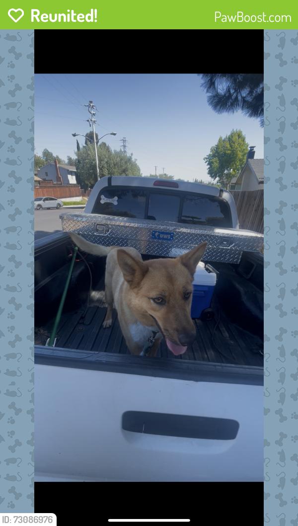 Reunited Unknown Dog last seen Union city , Union City, CA 94587