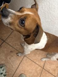 Lost Male Dog last seen Harvard st by crest lake park, Clearwater, FL 33755