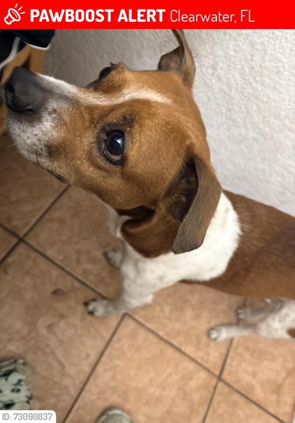 Lost Male Dog last seen Harvard st by crest lake park, Clearwater, FL 33755