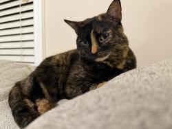 Reunited Female Cat last seen Landover Ln, Raleigh, NC 27616, USA, Raleigh, NC 27616