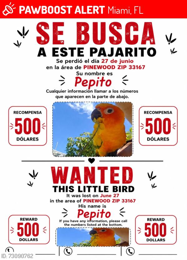 Lost Unknown Bird last seen Westview, Miami, FL 33167