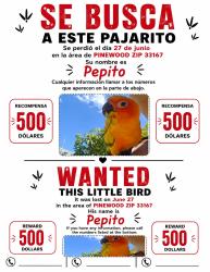 Lost Unknown Bird last seen Westview, Miami, FL 33167