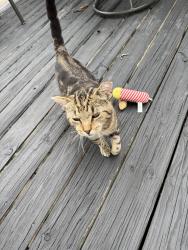 Found/Stray Male Cat last seen Nott St and Randolph Rd, Schenectady, NY 12308