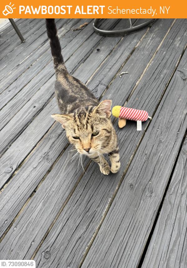 Found/Stray Male Cat last seen Nott St and Randolph Rd, Schenectady, NY 12308
