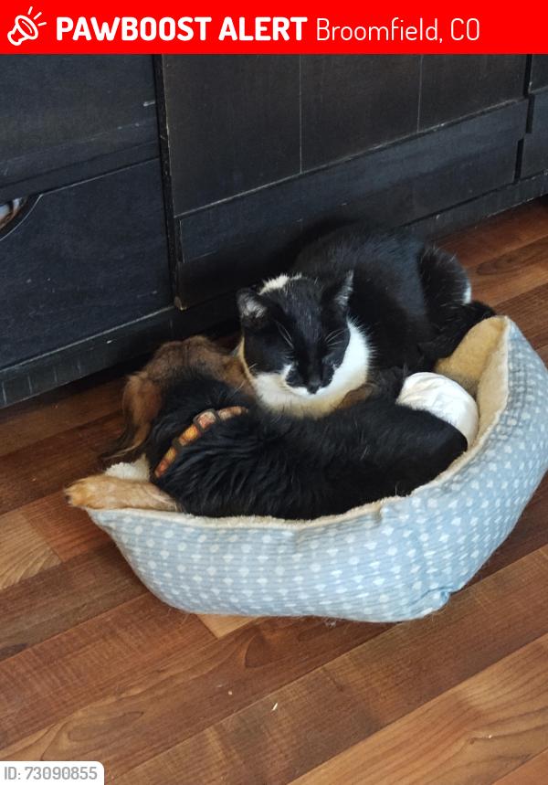 Lost Male Cat last seen Greenway Park Golf course, Broomfield, CO 80020