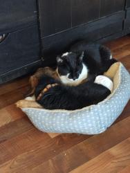 Lost Male Cat last seen Greenway Park Golf course, Broomfield, CO 80020