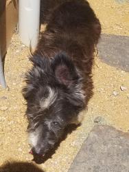 Reunited Male Dog last seen Eastern Ave in Moore by the KKCA, Moore, OK 73160