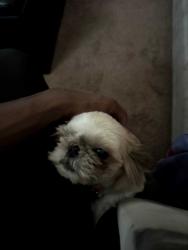 Reunited Female Dog last seen West 4th in antioch , ca, Antioch, CA 94509
