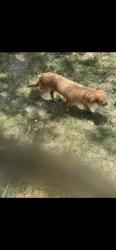 Shelter Stray Unknown Dog last seen DODIC, 4710 TX-151, San Antonio, TX 78227, USA