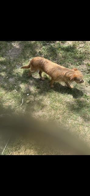 Shelter Stray Unknown Dog last seen DODIC, 4710 TX-151, San Antonio, TX 78227, USA