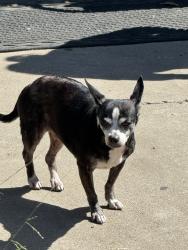 Lost Female Dog last seen Broadway 49, Los Angeles, CA 90037