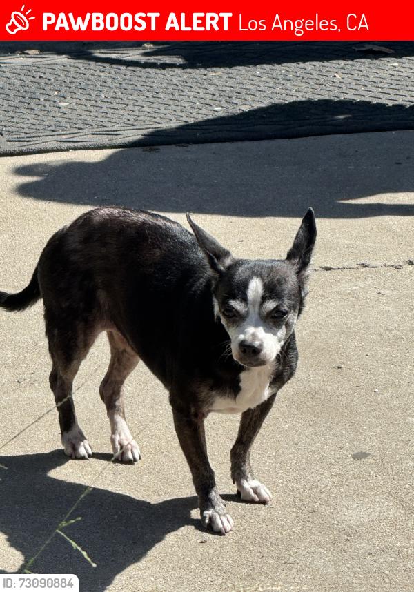 Lost Female Dog last seen Broadway 49, Los Angeles, CA 90037