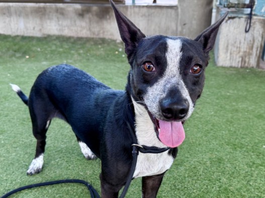 Shelter Stray Male Dog last seen , 11361 W Pico Blvd, Los Angeles, CA 90064, USA