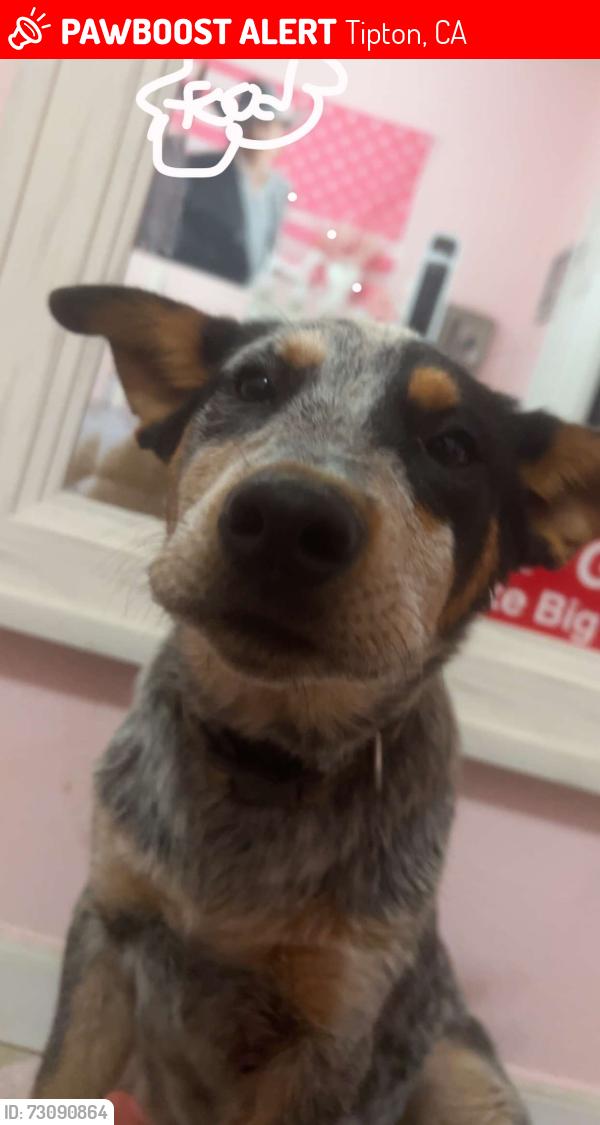 Lost Male Dog last seen Near Burnett Rd Tipton, Tipton, CA 93272
