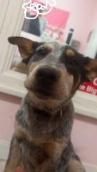 Lost Male Dog last seen Near Burnett Rd Tipton, Tipton, CA 93272