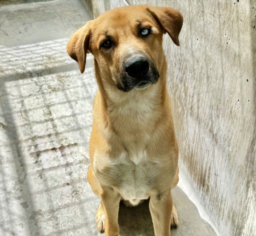 Shelter Stray Male Dog last seen , 11361 W Pico Blvd, Los Angeles, CA 90064, USA