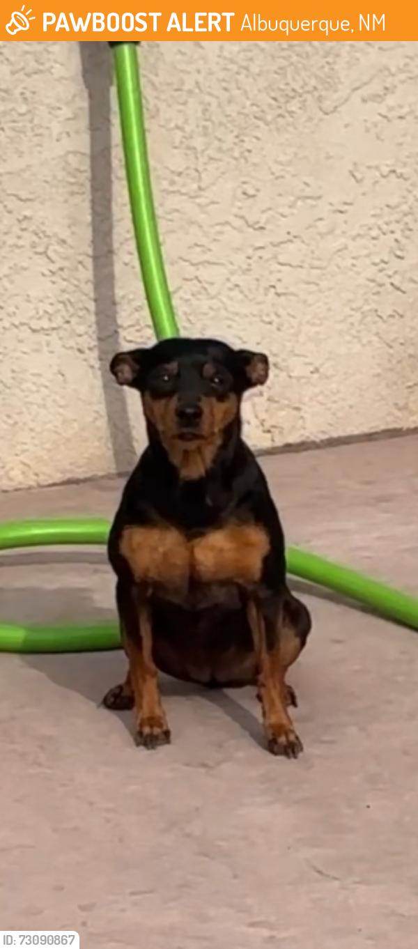 Found/Stray Female Dog last seen Old coors and Gonzalez, Albuquerque, NM 87105