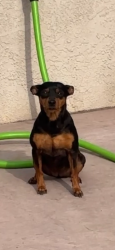 Found/Stray Female Dog last seen Old coors and Gonzalez, Albuquerque, NM 87105