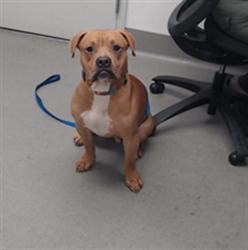 Shelter Stray Male Dog last seen REVERE X SELBY, 1419 Bryant St, San Francisco, CA 94103, USA
