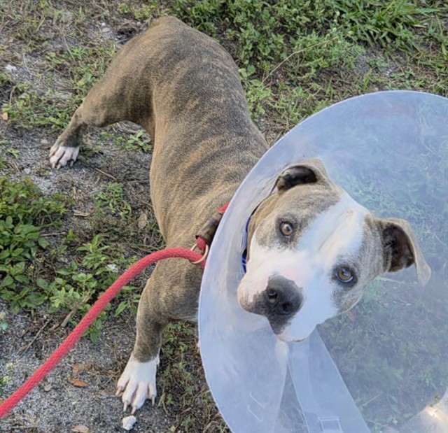Shelter Stray Female Dog last seen Near BLOCK SW 30 AV, DANIA FL 33312, 2400 SW 42nd St, Fort Lauderdale, FL 33312, USA