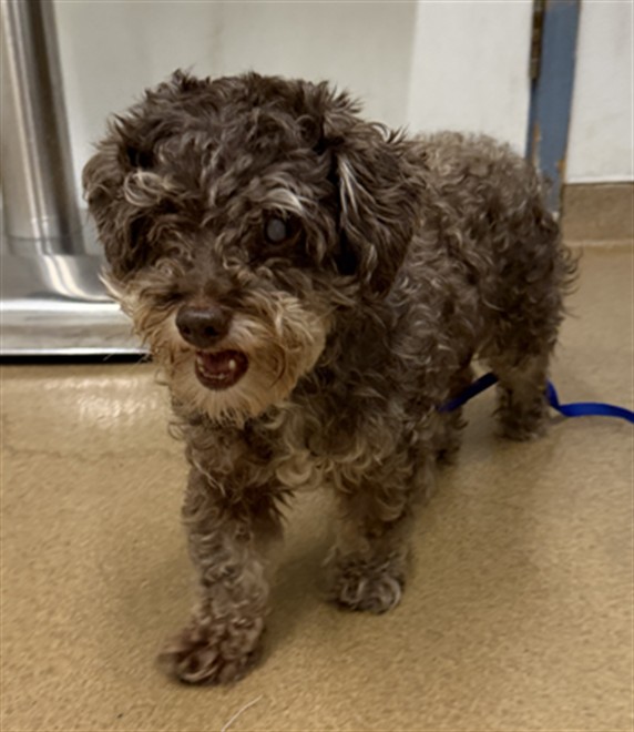 Shelter Stray Male Dog last seen MONTGOMERY ST, 16 Barnes Ct, Hayward, CA 94544, USA