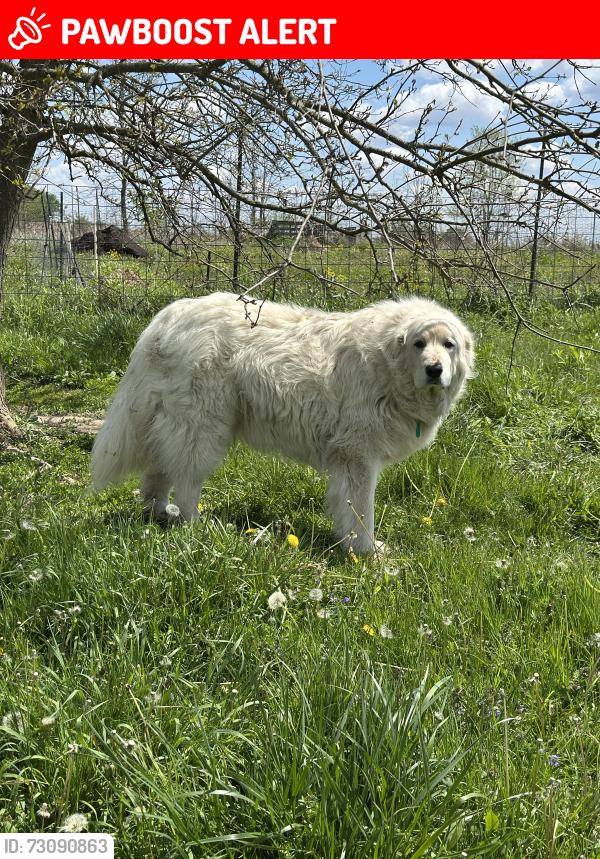 Lost Male Dog last seen Chenango rd between fayette rd and Cook rd, New London Township, OH 44851