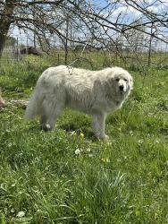 Lost Male Dog last seen Chenango rd between fayette rd and Cook rd, New London Township, OH 44851