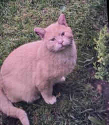 Lost Male Cat last seen N Old Kennedy Rd., Terapin Trl, Milton, WI 53563