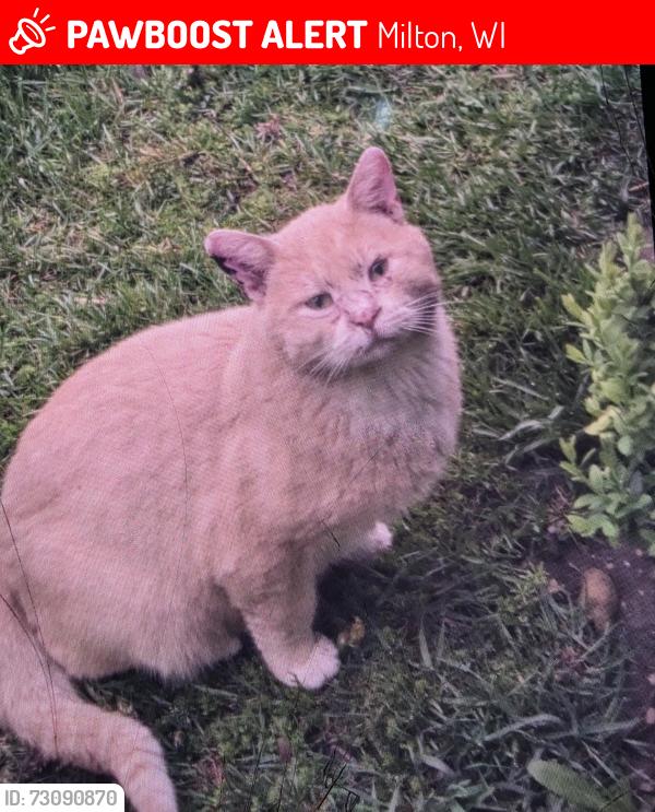 Lost Male Cat last seen N Old Kennedy Rd., Terapin Trl, Milton, WI 53563