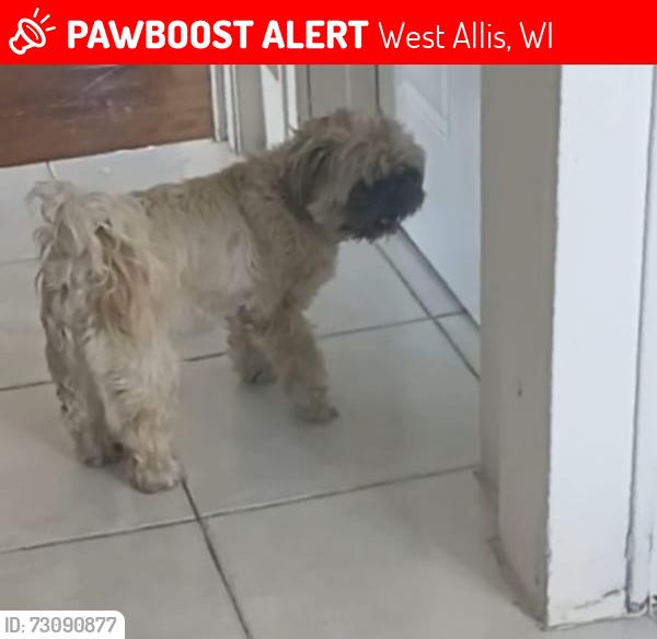 Lost Female Dog last seen Washington st, West Allis, WI 53214