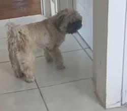 Lost Female Dog last seen Washington st, West Allis, WI 53214