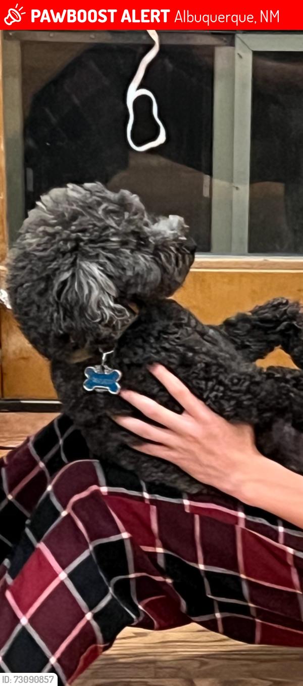 Lost Male Dog last seen Paseo and Eubank, Albuquerque, NM 87122