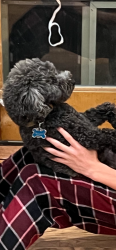 Lost Male Dog last seen Paseo and Eubank, Albuquerque, NM 87122