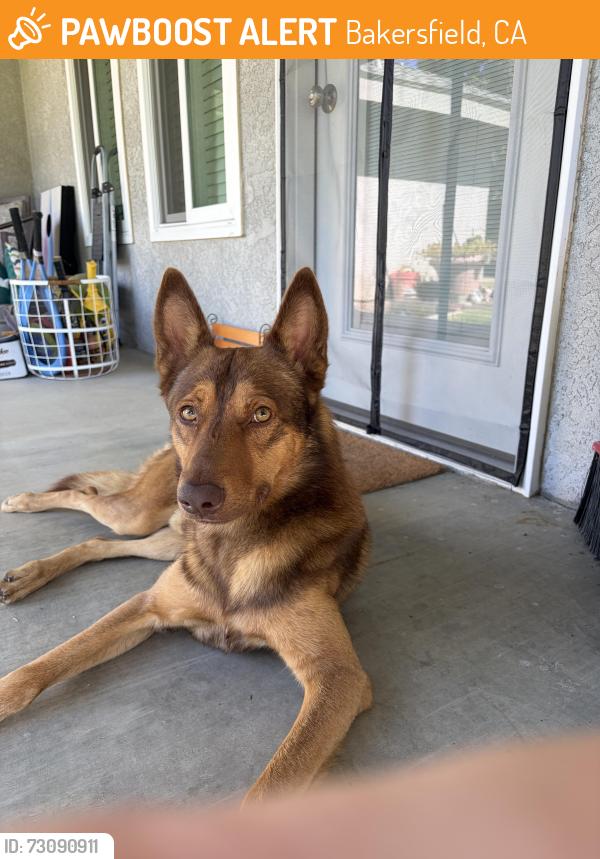 Found/Stray Male Dog last seen District/Stine, Bakersfield, CA 93313
