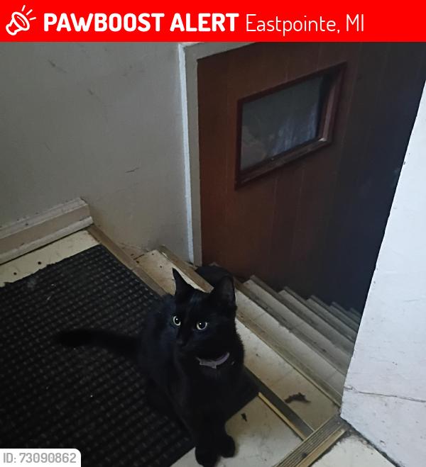 Lost Female Cat last seen Tuscany & Oak, Eastpointe, MI 48021