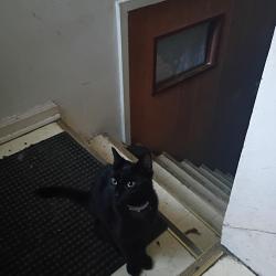 Lost Female Cat last seen Tuscany & Oak, Eastpointe, MI 48021