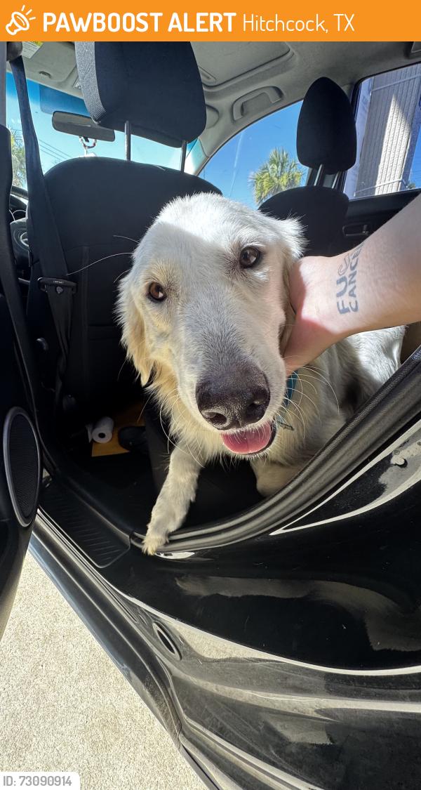 Found/Stray Female Dog last seen FM 523, Hitchcock, TX 77563