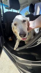 Found/Stray Female Dog last seen FM 523, Hitchcock, TX 77563