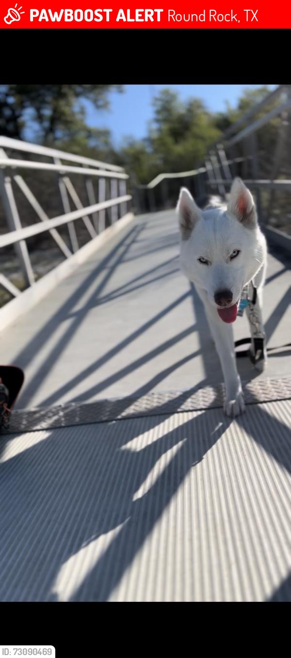 Lost Female Dog last seen Creek cove bowmen, Round Rock, TX 78664
