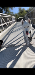 Lost Female Dog last seen Creek cove bowmen, Round Rock, TX 78664