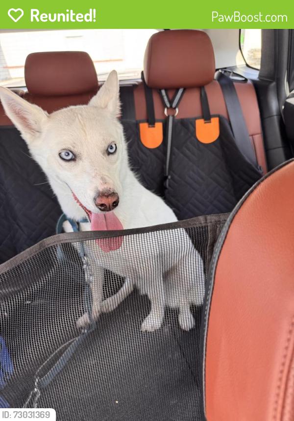 Reunited Female Dog last seen Near N Nevada St, Spokane, WA 99207, Spokane, WA 99207
